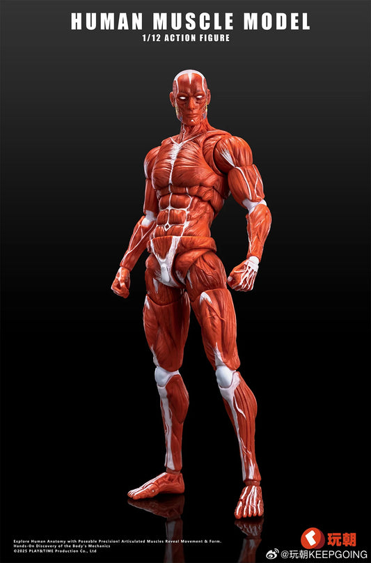 (Pre-Order) Keepgoing Studio 1/12 Human Muscle Model action figure Red and Gray