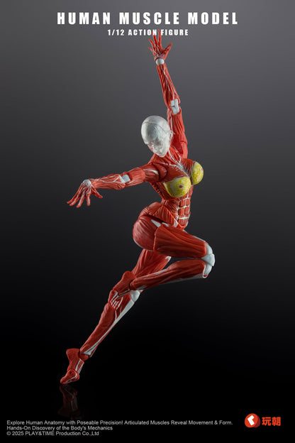 (Pre-Order) Keepgoing 1/12 Female muscular body action figure Red and Gray