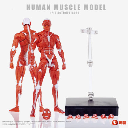 (Pre-Order) Keepgoing Studio 1/12 Human Muscle Model action figure Red and Gray